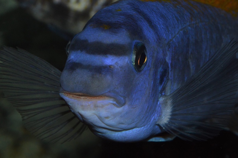 Labeotropheus trewavasae 'Zimbawe Rock'